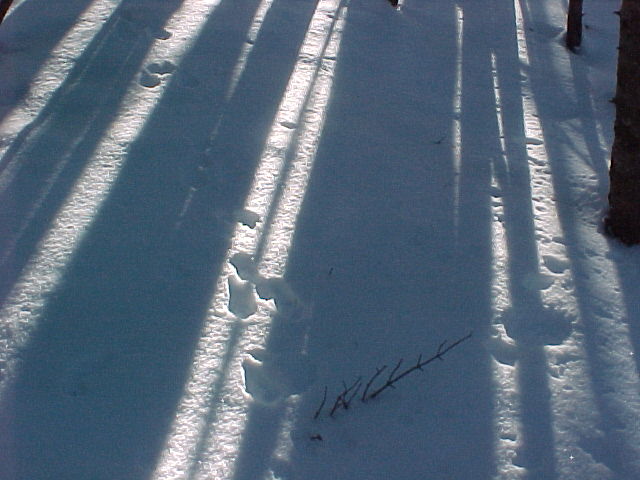 Shadows on the snow. A snowshoe hare had just hopped by.